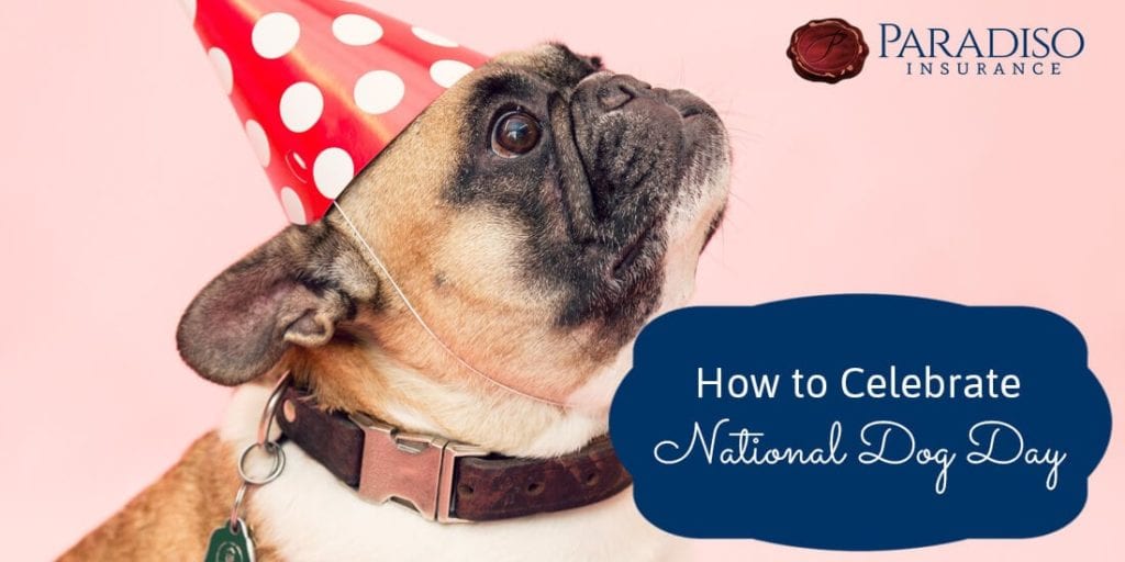 How To Celebrate National Dog Day | Paradiso Insurance