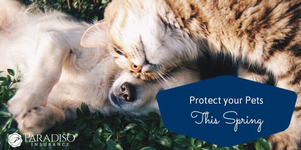 protect-your-pets-.jpg - Paradiso Insurance